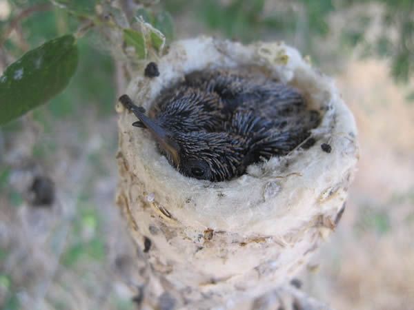 When female hummers arrive and mate in the spring, they know by instinct to build a nest for their young. These little homes must be strong yet soft and stretchy enough to hold fast-growing nestlings. The nest must also protect nestlings from cold, rain, and predators. That's no easy task!