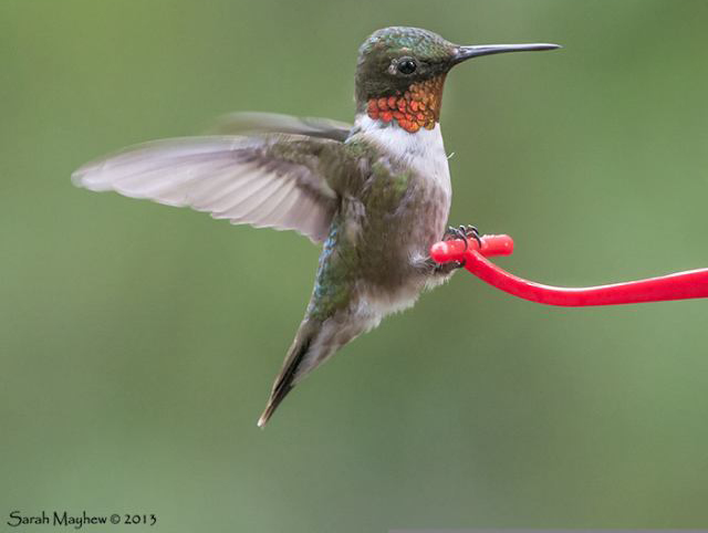 Look at wind maps to predict which days hummers will cross the Gulf of Mexico, and then watch the Journey North map to see when and where sightings are reported from the Gulf States. Once in North America, migration proceeds at an average rate of about 20 miles per day. Hummingbirds generally follow the earliest blooming of flowers they prefer. 