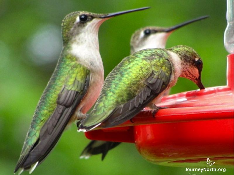 August brings the biggest push south, and hummingbirds are gathering in huge numbers along the Gulf of Mexico. By August you may see no males at your feeders. Juvenile Rubythroats look so much like their mothers that most of us can't tell the difference. The babies have no memory of past migrations. They do not migrate with a parent. They just follow their urge to put on a lot of weight, fly in a southerly direction for a certain amount of time, and find a good place to spend winter. 