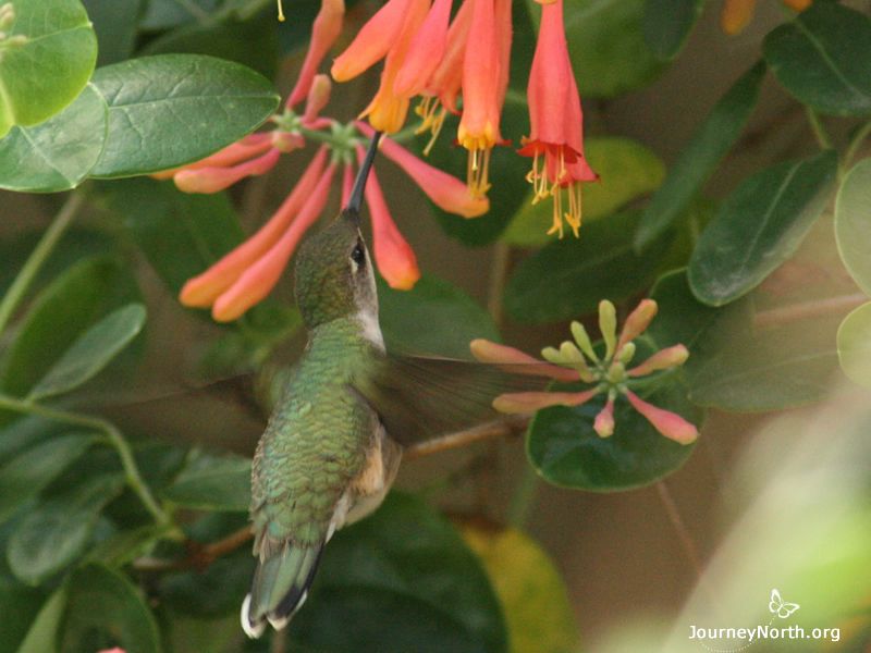 During January, the vast majority of Ruby-throated Hummingbirds are on their wintering grounds in the Southern Hemisphere. Hummingbirds aren't the only feisty birds there, so they have to tone it down a bit. They are getting fresh new feathers and molting, but they still need to visit hundreds of flowers every day. 