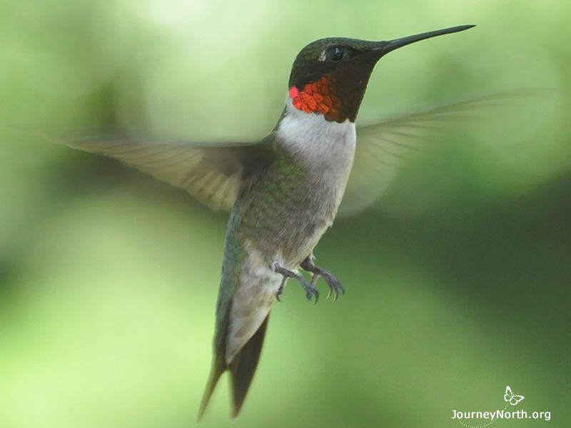 In March migration is underway. Hummingbirds can't afford to be in too much of a hurry when they return to their breeding range in spring. There has to be food all along the way due to their tiny size and high metabolism. 
