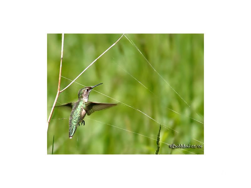Hummingbirds eat both plant and animal material. These tiny omnivores get protein and fat from insects and small spiders. The hummingbirds will need this slow-burning energy to fuel their long migrations.