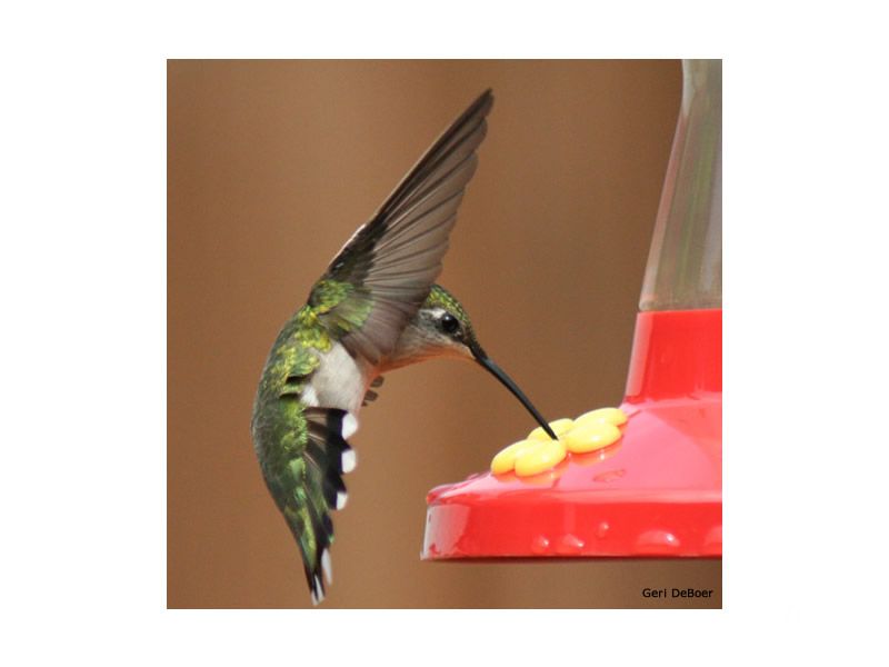 Your backyard feeders can also give hummingbirds a quick source of energy. Good thing, too, because they may need to "gas up" every 15 minutes throughout the day! 
