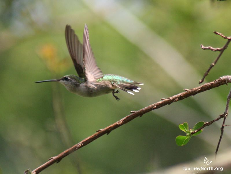How do hummers keep their engines running?