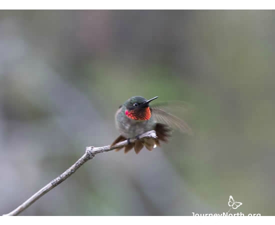 Male hummingbirds show off their bright throat feathers, or gorgets, to dazzle the females. Rubythroats flash their red gorgets, rufous flash their orange ones. The courtship begins with some amazing acrobatic skills!