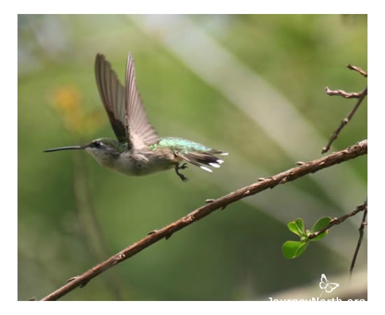If courtship is successful the female selects her mate settles in to the territory. Nest building begins. The female does all the work for building the nest and raising the young. The male hummingbird flies off to choose the next territory and another courtship begins.