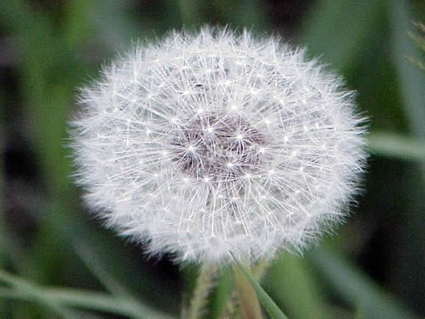 Why are fluffy dandelion seed heads good material for a hummingbird's nest? Fluffy down from dandelions and other plants is soft, waterproof, and easy for hummers to work with. It also keeps cold air out of the nest. A hummingbird can find lots of dandelion down floating about in the spring!