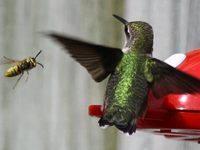 Hummingbirds: Bees at your Feeders?