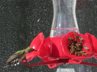 Hummingbirds: Bees at your Feeders?
