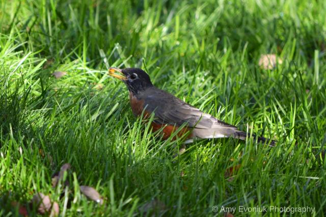 American Robin Facts: Characteristics, Life Cycle, Ecology