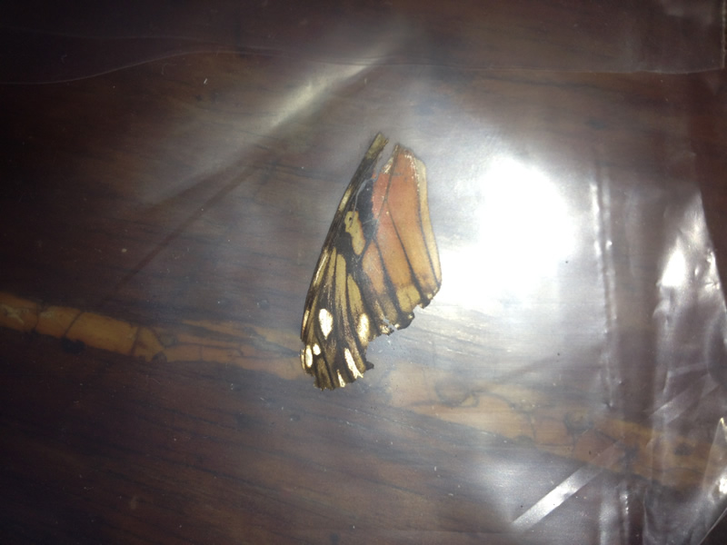 Monarch Butterfly Tamaulipas