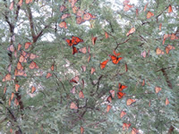 Monarch Butterfly Roost in Coahulia Mexico