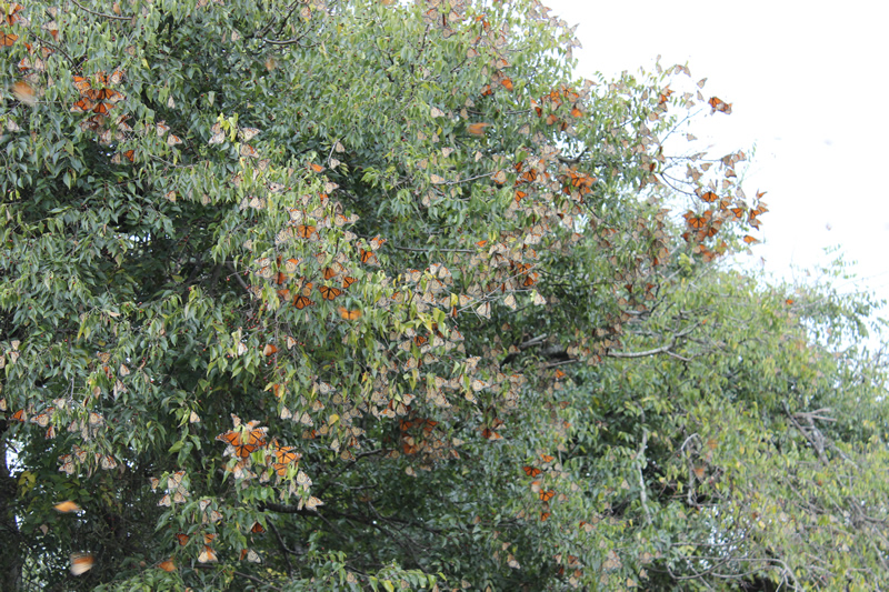 Migracion Mariposas Monarca Juamave Tamaulipas