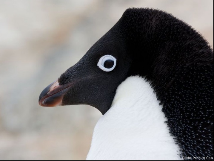 Adelie penguin