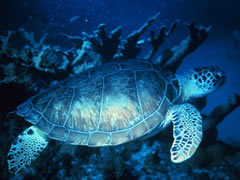 Sea Turtle