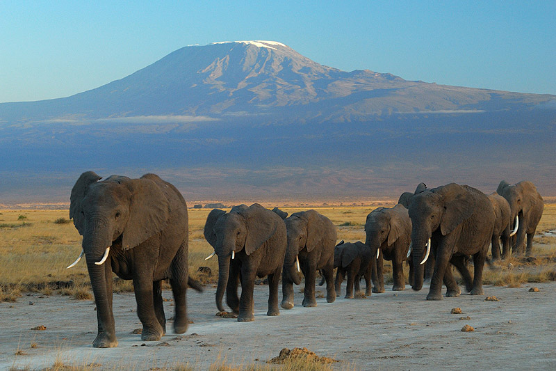 Elephants in front of Mount Kilimanjaro