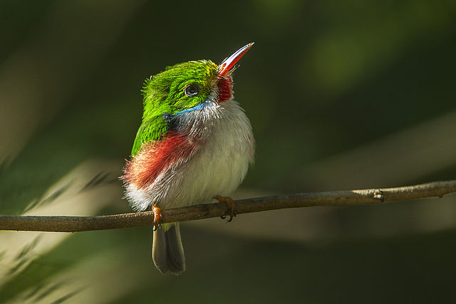 Cuban Tody