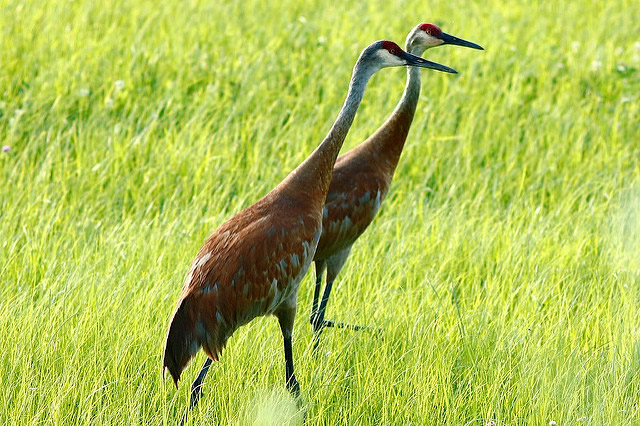 Sandhill cranes