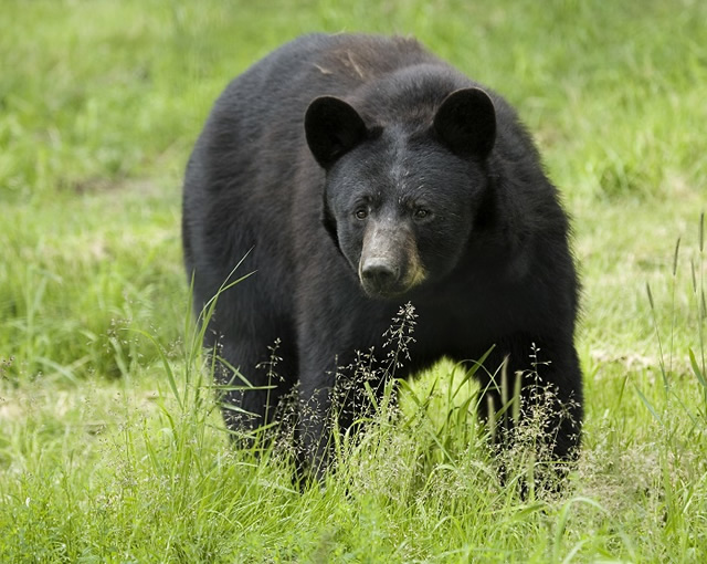 Black bear