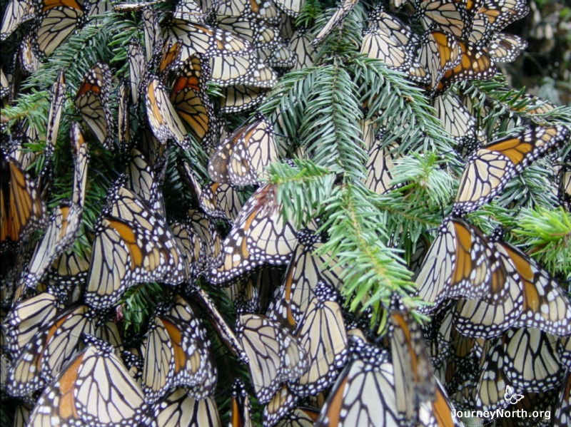 Walk into the monarch sanctuary with the eyes of a scientist. Notice how observations lead to questions. 