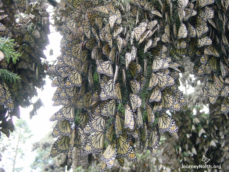 A monarch only weighs about 500 mg, but a boughful of butterflies can bend a branch.    Why do monarchs form their colonies in trees?