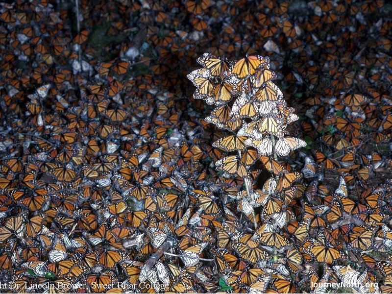 Sometimes a strong wind blows an entire cluster to the ground. It may take several days for them to climb back into their clusters.    Why do the monarchs need to get off the ground?