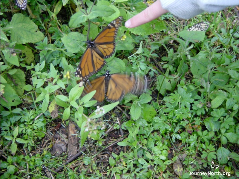 The forest floor is often littered with shivering butterflies. Shivering uses a lot of energy.    How can shivering help a monarch survive?