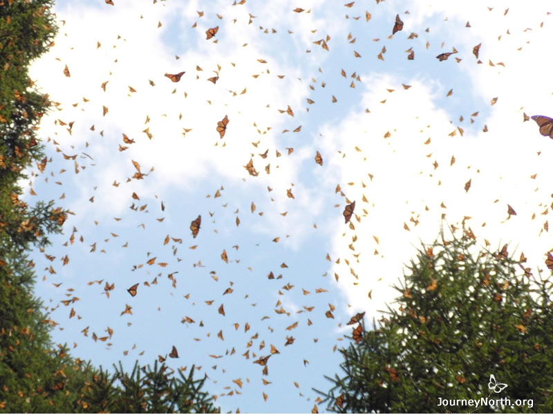 During moments of sunshine, the monarchs often burst from their clusters. Thousands of paper-thin wings flap, bump and clap. It sounds like light rain.    Overwintering monarchs need to conserve energy. Why are they so active?