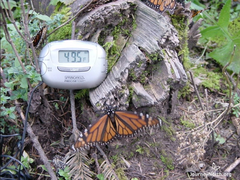 Monarchs can't fly unless they can warm their muscles to 55°F. They can't even crawl below 41°F. The monarch pictured here can only crawl. It took one hour for this butterfly to crawl a few feet. Although monarchs can save energy when they are cold, the cold also makes them vulnerable.
