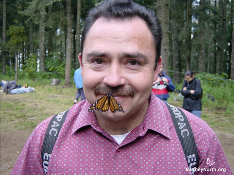 On a cool day you can see many ways cold temperatures affect monarch butterflies. For example, cold monarchs are clumsy when they try to fly. They often fall out of the air and land in funny places. This cold monarch landed on a mustache!