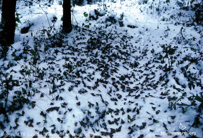 It even snows occasionally in the colonies in Mexico. "If buried by snow, monarchs might stay on the ground under the snow for more than a week!" says Dr. Bill Calvert. Amazingly, many can survive a snowstorm if they can stay dry.