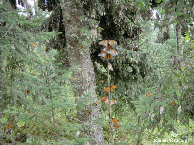 On a cool day in a colony, you will always see butterflies climbing. They climb to the top of sticks, twigs, and tiny trees like the one pictured here. Monarchs struggle hard to get off the ground because the forest floor is dangerous. On the ground, they are exposed to predators, dew, colder temperatures and even frost and snow.