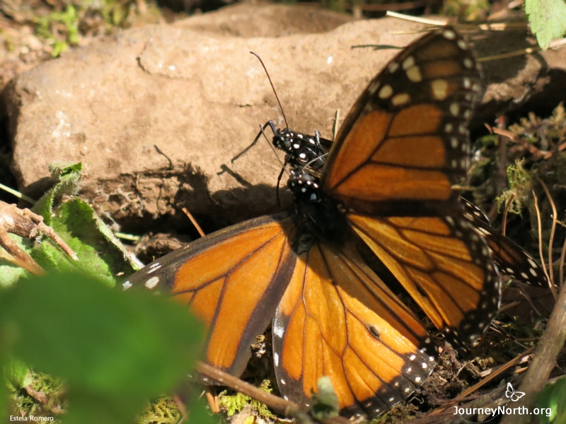 Monarch Butterflies Begin Mating at Overwintering Sanctuaries in Mexico