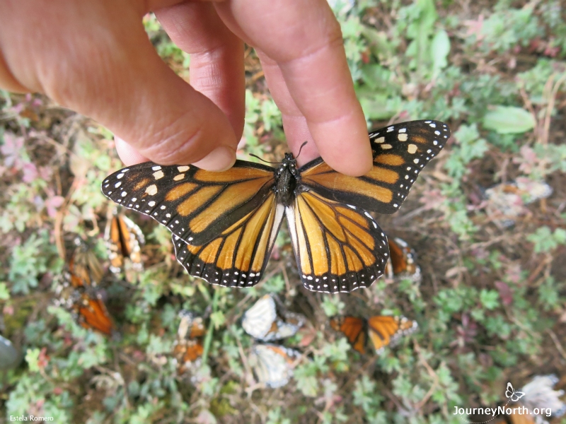 Monarch Butterfly Missing Abdomen, Eaten by a Predator