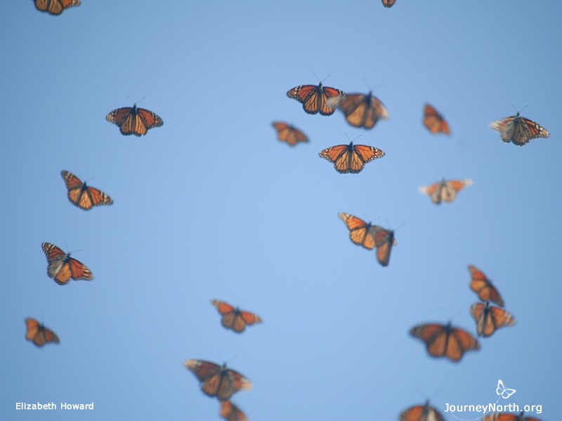 Scientists are still learning about the balance between the monarch's high reproductive potential and the factors that limit the population's growth. Probably less than 1% of all monarch eggs become butterflies, yet the population typically gets a little larger with each generation.