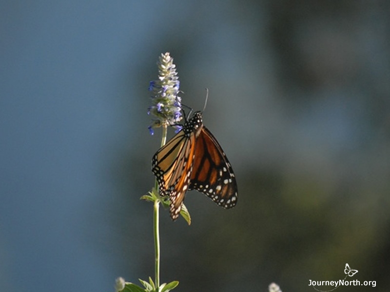 There are a few flowers in the forest, but not enough to feed millions and millions of monarch butterflies all winter. How could the monarchs survive for 5 months in a place with so little food? 