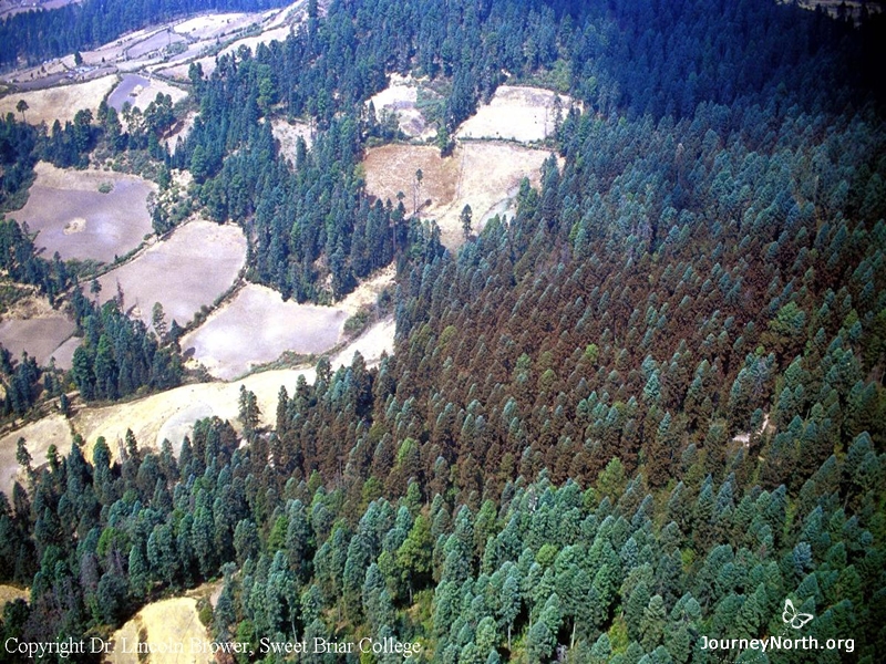 It's impossible to count individual butterflies, so scientists measure the area of forest covered with monarchs. This picture shows a monarch colony from the air. The trees look orange because they are covered with butterflies. How large an area does this colony cover? Count the trees and estimate the area.