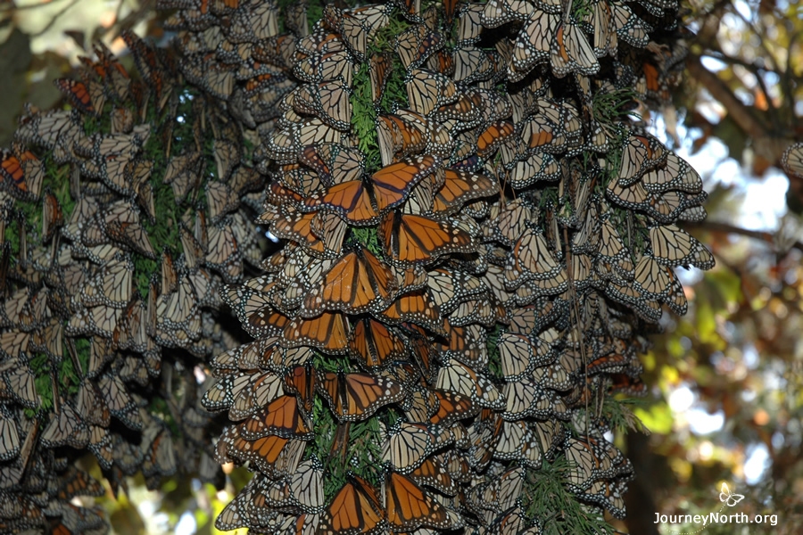 Monarch butterflies arrive in Mexico in November and stay until March. Scientists say they can survive all winter with little or no food at all. How is this possible? Let's explore where monarchs get the energy they need to survive. 