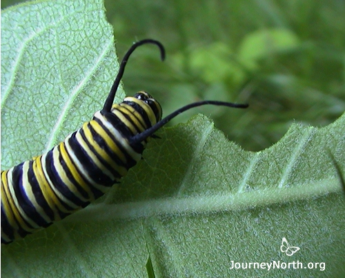 When a monarch caterpillar eats milkweed, some food energy is stored as fat. A monarch caterpillar that finds plenty of milkweed becomes a big, healthy butterfly with a reserve of fat. This fat reserve will help a monarch survive the winter.