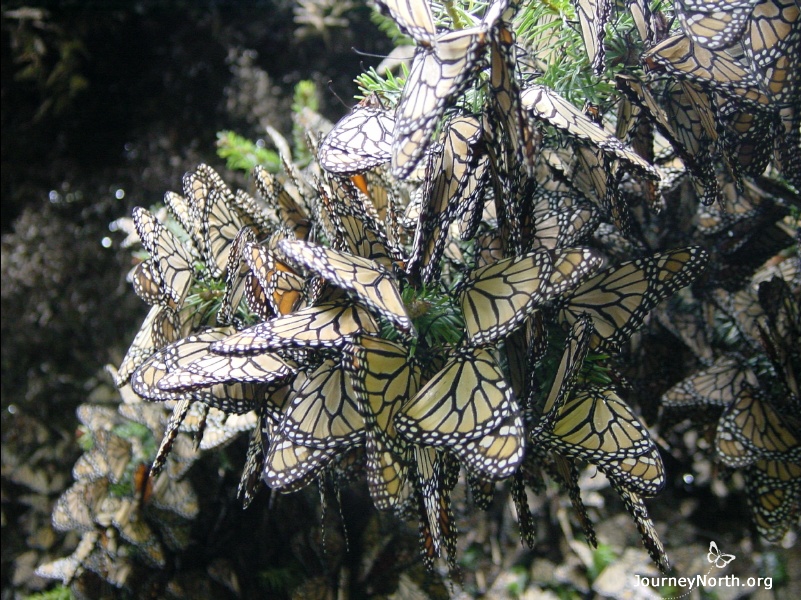 The secret behind the monarch's survival without food is the cool habitat it chooses in Mexico. "Cool temperatures in the forest slow down the monarchs' metabolism so they can stay alive longer," says Dr. Karen Oberhauser. 