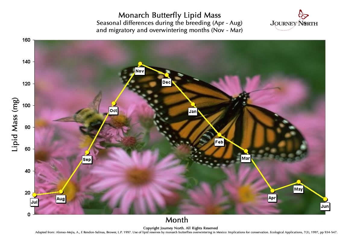 This graph shows how much fat (lipid mass) the typical monarch has in each month of the year. Look how fat reserves change during the five months the monarchs are in Mexico.