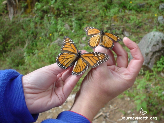 When butterflies arrive in Mexico, some are fat and others are thin. Look at each butterfly's abdomen, where its fat is stored. Which butterfly do you think is more likely to survive the winter? Running out of fat is a concern. Monarchs must survive on the food they ate before they went to Mexico. 