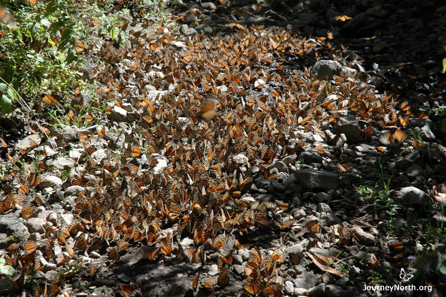 Monarchs do need water to survive the winter.  On warm days, the butterflies fly out of the colonies by the millions to drink. At first, scientists didn't realize water was so important. Now they know that protecting the watershed of the forest is an important conservation need.