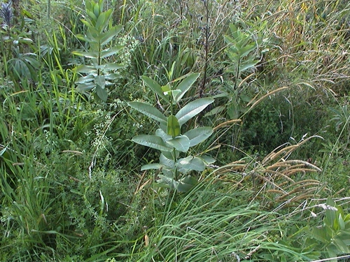 Some plant species grow together in groups called 'guilds.'  Together, the plants defend themselves by producing a mixture of plant odors. Herbivores, like monarchs, can't find the correct host because there are too many confusing odors. This would explain why monarchs need to use a combination of senses to find milkweed.