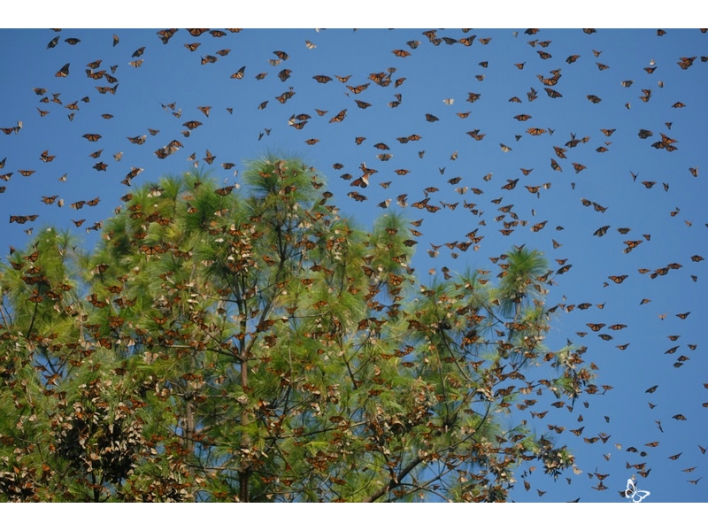 Every fall for hundreds of years, people in our region have witnessed the sudden appearance of monarch butterflies. The monarch's wondrous arrival carries special meaning, and is tied to our traditions and culture.
