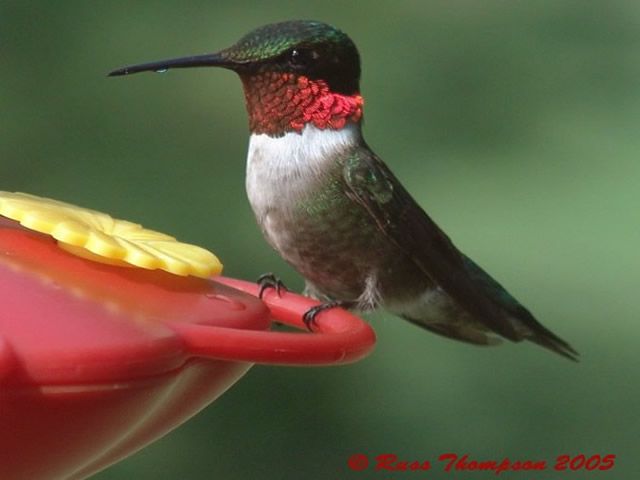 After doubling its weight, from about 3.25 grams to over 6 grams, a hummer may weigh only 2.5 grams when it reaches land. Finding abundant food and water sources is essential in the coastal habitats along the Gulf. 