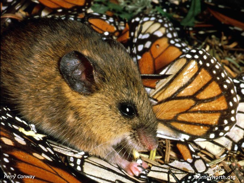 Mice feed at night. They will eat living, dying, and recently dead butterflies that they find on the ground. There are 4 species of mice in the area, but only one is known to feed heavily on monarchs. The Black-eared mouse (Peromyscus melanotis) is evidently not hurt by the poison. One mouse can eat about 37 monarchs a night. Mice leave a pile of wings on the ground.