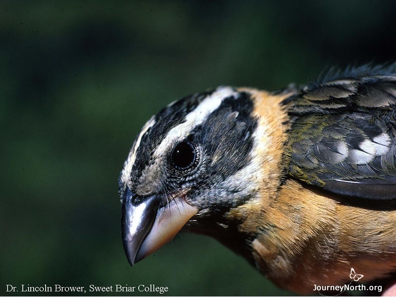 It's easy to tell when a Black-headed Grosbeak ate a butterfly. The monarch's entire abdomen is missing. Grosbeaks do eat the cuticle. However, they selectively eat male monarchs who have 30% less toxins than females have. There are 37 bird species in the region that eat insects, but only the Oriole and Grosbeak prey on the monarchs. 