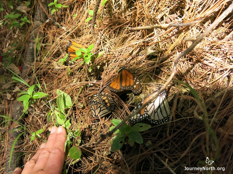 Millions of monarchs are eaten in Mexico. The ground under a butterfly colony is peppered with wings by the end of the winter. More than 15% of the entire overwintering population is killed by predators in a typical year, according to one estimate. 