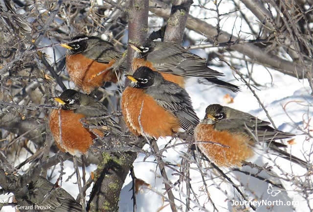 If robins have enough food, they can survive extreme cold. Robins make their body heat by shivering. The energy to shiver comes from food. This robin has also fluffed out its feathers to help it stay warm. 